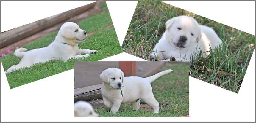 Reserve a My Awesome Labs Puppy
