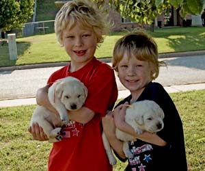 white labrador puppy