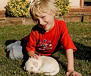 white labrador puppy