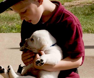 white labrador puppy