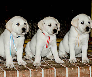 white labrador puppy