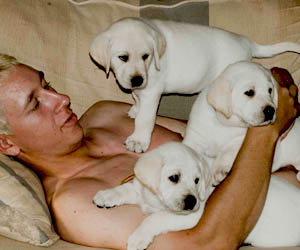 white labrador puppy