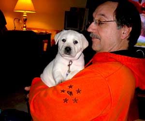 white labrador puppy