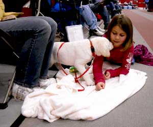 white labrador puppy