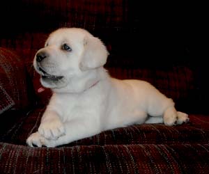 white labrador puppy