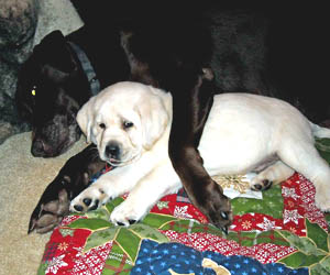 white labrador puppy
