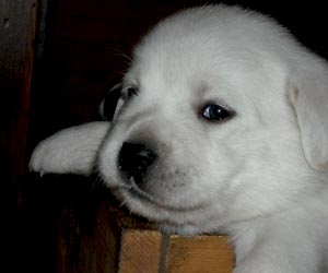 white labrador puppy
