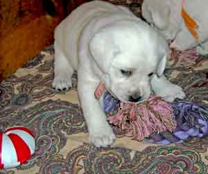 Puppy chewing on toy