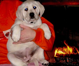 white labrador puppy