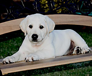 white labrador puppy