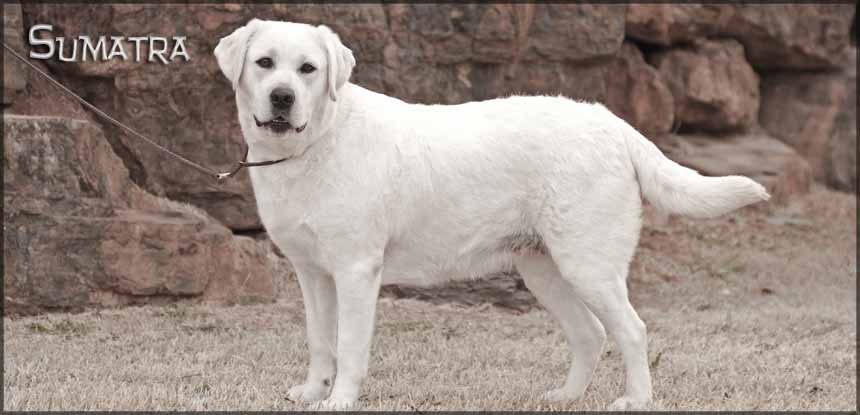 Sumatra Awesome White Labrador Retriever