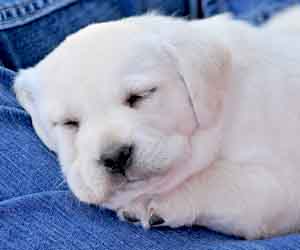 White Labrador Puppy