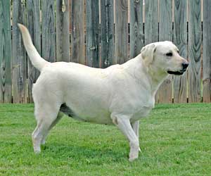 White Labrador Puppy