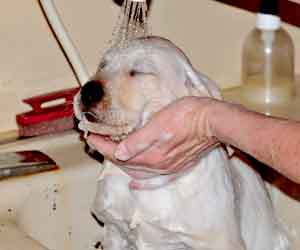 Puppies first bath