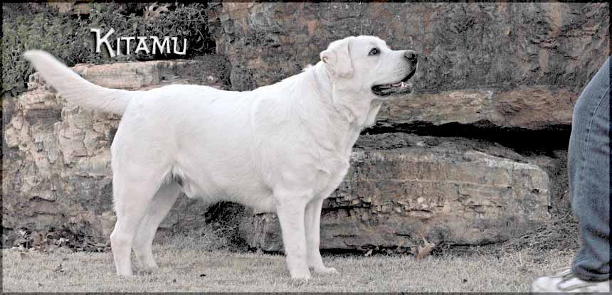 Kitamu our BOY Awesome White  Labrador Retriever