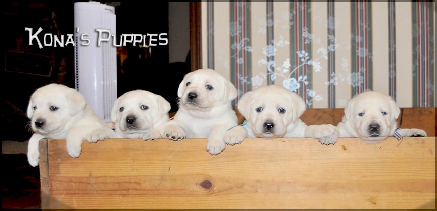 Awesome White Labrador Puppies
