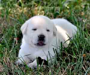 white labrador puppy