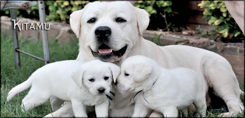 Kitamu our BOY Awesome White Labrador Retriever