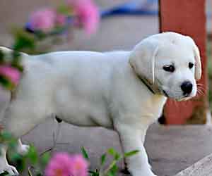 white labrador puppy