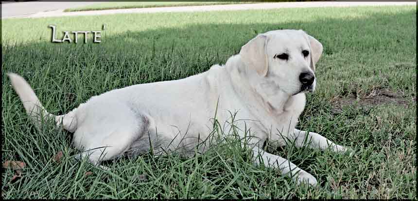 Latte' Awesome White Labrador Retriever