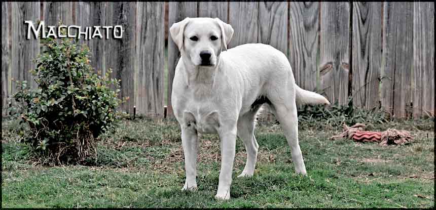 Macchiato Awesome White Labrador Retriever