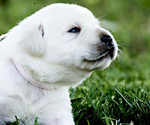 white labrador puppy