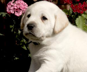 white labrador puppy