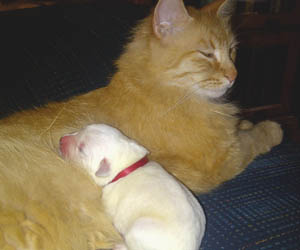 white labrador puppy