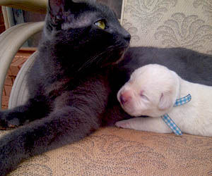 white labrador puppy