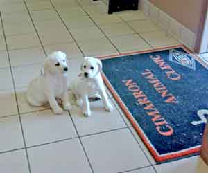 Puppies at their first VET visit