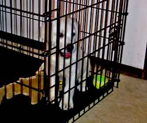 Puppies enjoying his crate